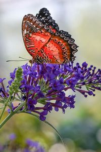 Preview wallpaper butterfly, insect, flower, plant, macro