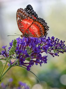 Preview wallpaper butterfly, insect, flower, plant, macro