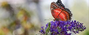 Preview wallpaper butterfly, insect, flower, plant, macro