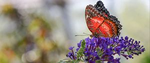 Preview wallpaper butterfly, insect, flower, plant, macro