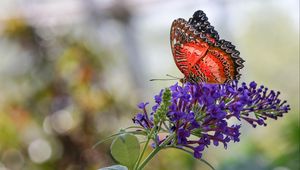 Preview wallpaper butterfly, insect, flower, plant, macro