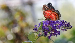 Preview wallpaper butterfly, insect, flower, plant, macro