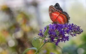 Preview wallpaper butterfly, insect, flower, plant, macro