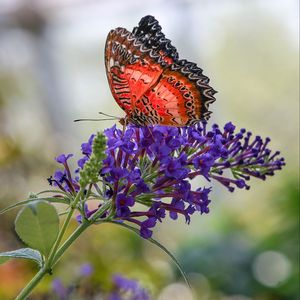 Preview wallpaper butterfly, insect, flower, plant, macro