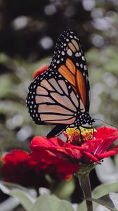 Preview wallpaper butterfly, insect, flower, petals, macro