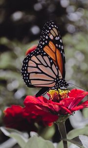 Preview wallpaper butterfly, insect, flower, petals, macro