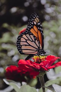 Preview wallpaper butterfly, insect, flower, petals, macro