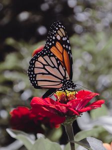 Preview wallpaper butterfly, insect, flower, petals, macro