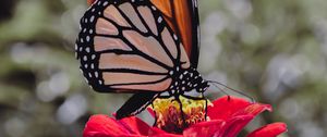 Preview wallpaper butterfly, insect, flower, petals, macro