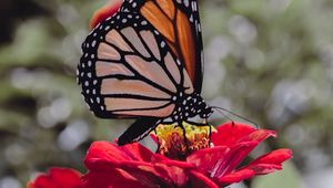 Preview wallpaper butterfly, insect, flower, petals, macro