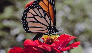 Preview wallpaper butterfly, insect, flower, petals, macro