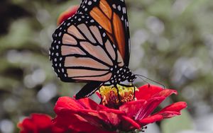 Preview wallpaper butterfly, insect, flower, petals, macro