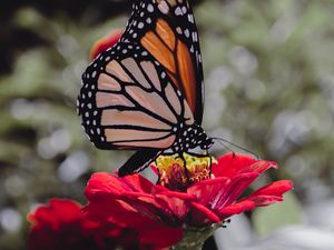 Preview wallpaper butterfly, insect, flower, petals, macro