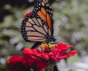 Preview wallpaper butterfly, insect, flower, petals, macro