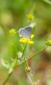 Preview wallpaper butterfly, insect, flower, grass, macro