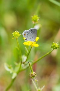 Preview wallpaper butterfly, insect, flower, grass, macro