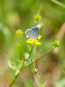 Preview wallpaper butterfly, insect, flower, grass, macro