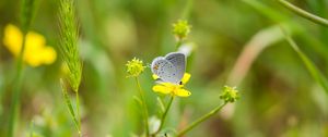 Preview wallpaper butterfly, insect, flower, grass, macro