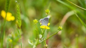 Preview wallpaper butterfly, insect, flower, grass, macro