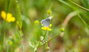 Preview wallpaper butterfly, insect, flower, grass, macro