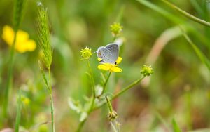 Preview wallpaper butterfly, insect, flower, grass, macro