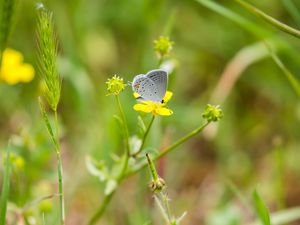 Preview wallpaper butterfly, insect, flower, grass, macro