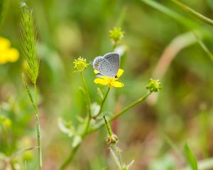 Preview wallpaper butterfly, insect, flower, grass, macro