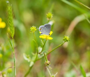 Preview wallpaper butterfly, insect, flower, grass, macro