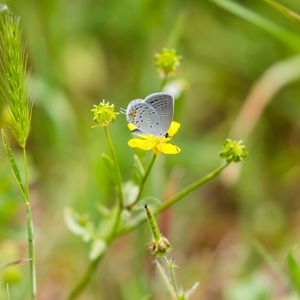 Preview wallpaper butterfly, insect, flower, grass, macro