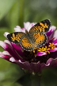 Preview wallpaper butterfly, insect, flower, petals, plant, macro