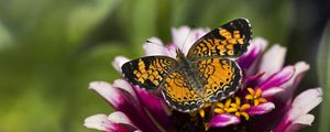 Preview wallpaper butterfly, insect, flower, petals, plant, macro