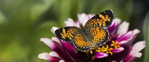 Preview wallpaper butterfly, insect, flower, petals, plant, macro