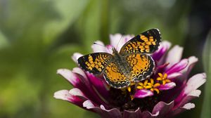 Preview wallpaper butterfly, insect, flower, petals, plant, macro