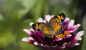 Preview wallpaper butterfly, insect, flower, petals, plant, macro