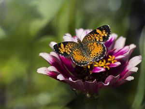 Preview wallpaper butterfly, insect, flower, petals, plant, macro