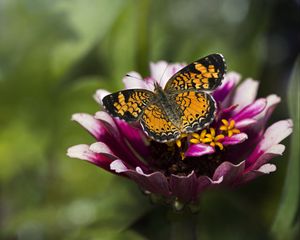 Preview wallpaper butterfly, insect, flower, petals, plant, macro