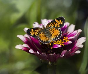 Preview wallpaper butterfly, insect, flower, petals, plant, macro