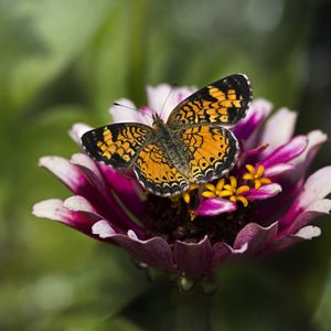 Preview wallpaper butterfly, insect, flower, petals, plant, macro