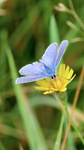 Preview wallpaper butterfly, insect, flower, macro, focus