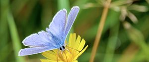 Preview wallpaper butterfly, insect, flower, macro, focus