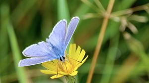 Preview wallpaper butterfly, insect, flower, macro, focus