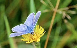 Preview wallpaper butterfly, insect, flower, macro, focus