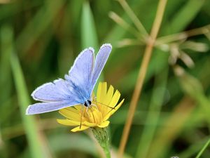 Preview wallpaper butterfly, insect, flower, macro, focus