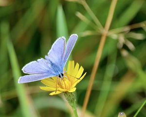 Preview wallpaper butterfly, insect, flower, macro, focus