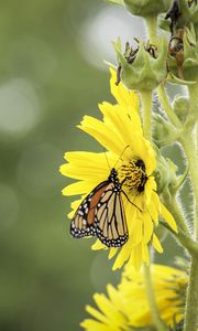 Preview wallpaper butterfly, insect, flower, plant, yellow, macro