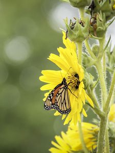 Preview wallpaper butterfly, insect, flower, plant, yellow, macro