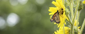 Preview wallpaper butterfly, insect, flower, plant, yellow, macro
