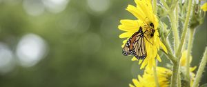 Preview wallpaper butterfly, insect, flower, plant, yellow, macro