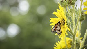 Preview wallpaper butterfly, insect, flower, plant, yellow, macro