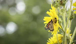 Preview wallpaper butterfly, insect, flower, plant, yellow, macro